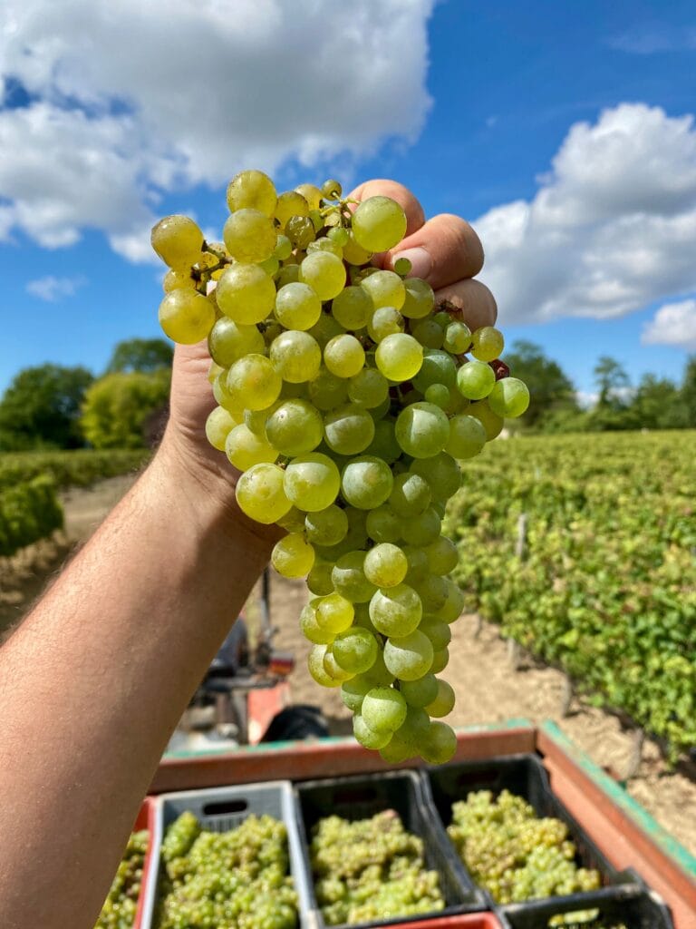 wine_by_hands
